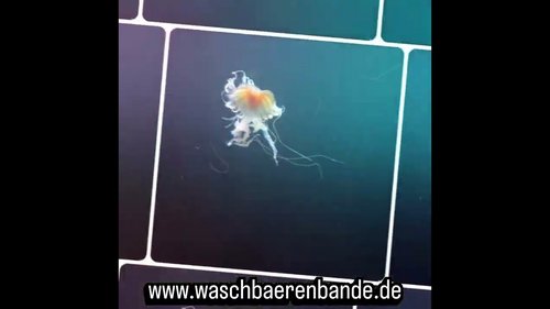 Ausflug des Waschbärenbande e.V. zum Freizeitpark Burgers zoo 2026-02-22, DieWaschbaerenbande